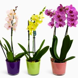 סחלב שני ענפים בכלי קרמיקה